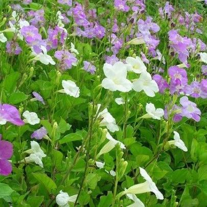 cây giống rau ngót Nhật