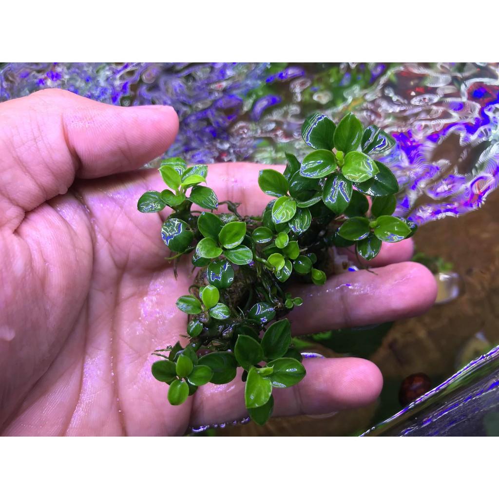 [Hoàn Tiền 10%] Sản Phẩm Dung Dịch T-Doctor
