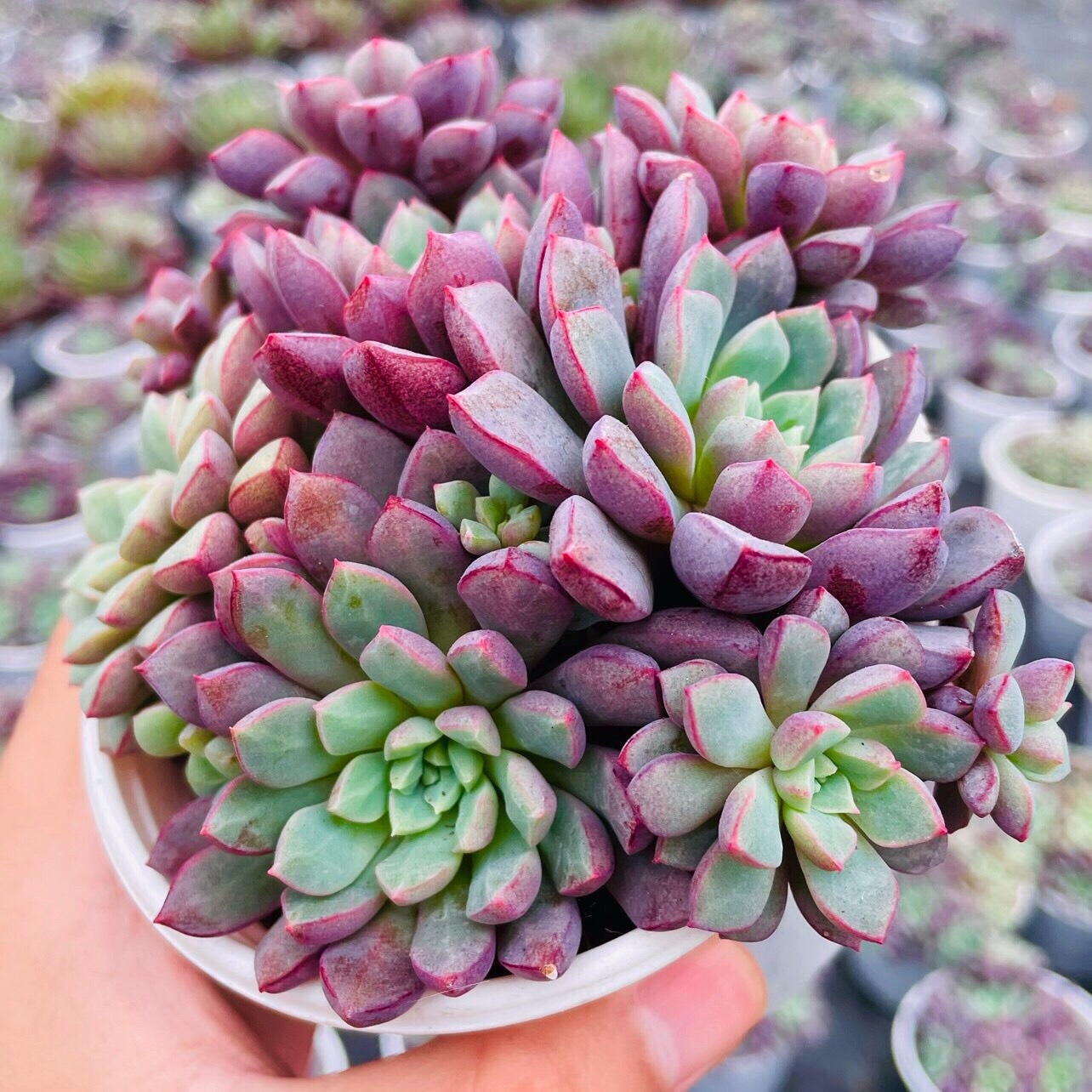 SEN ĐÁ KIM CƯƠNG TÍM SIZE TRUNG BÌNH LỖI 1 ĐỔI 1