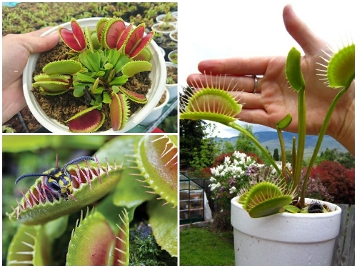 Hạt giống Cây Bắt Mồi 10 Hạt