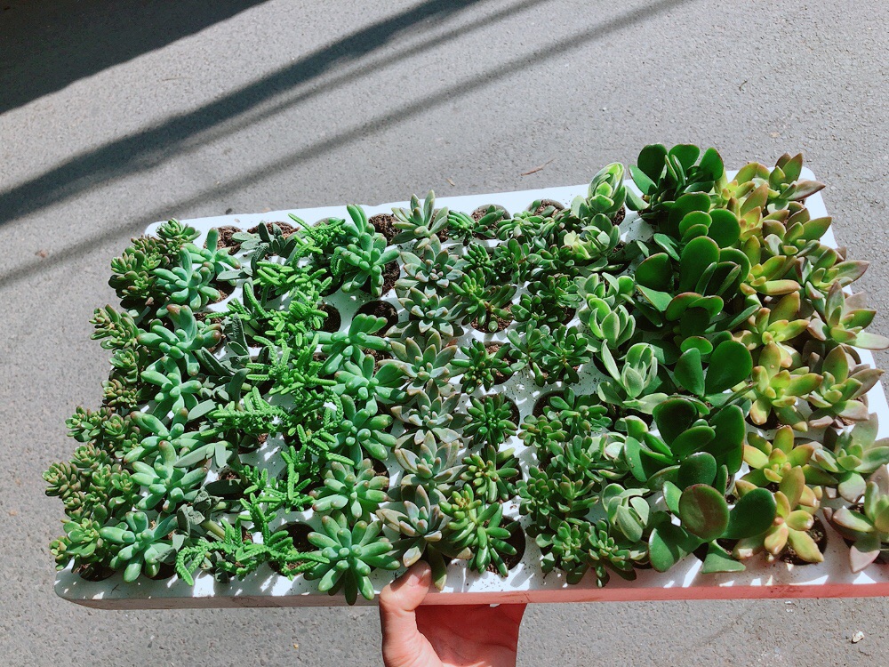 Combo 12 Cây Sen Đá 70k (có 24 loại)