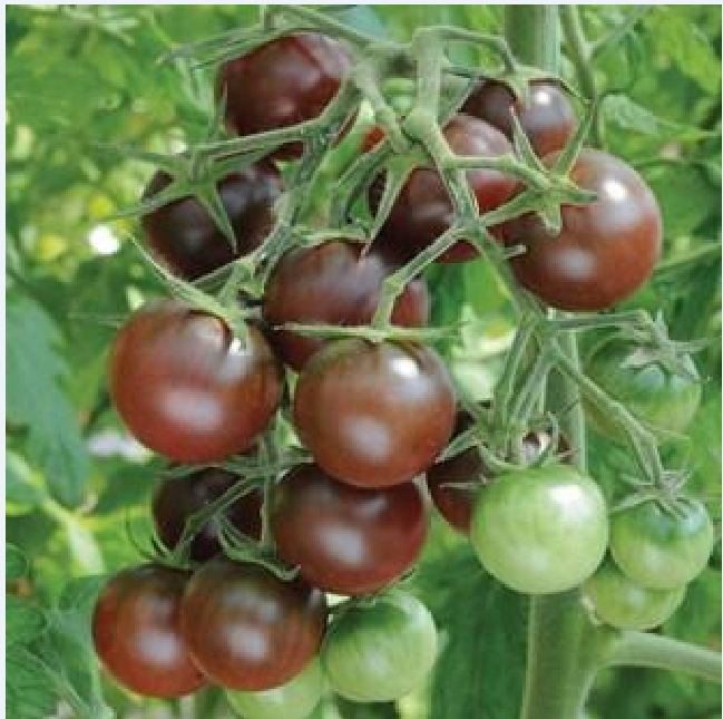Hạt giống cà chua bi socola - Gói 30 Hạt