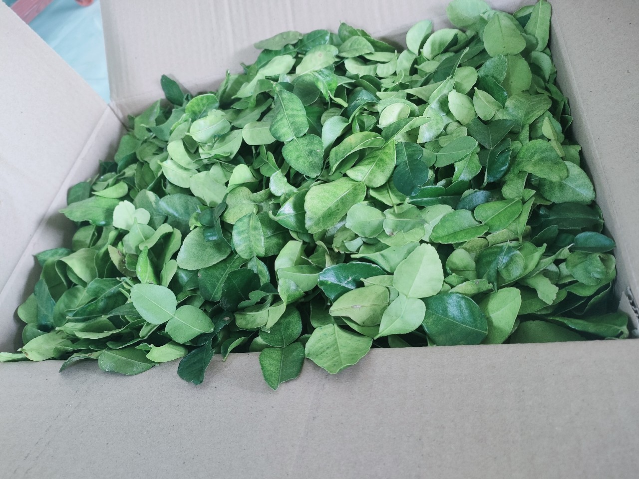 Combo 2kg lá chúc giá 300k. Lá tươi.