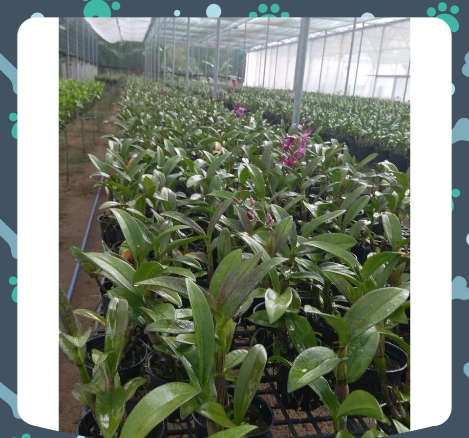 [Giá hủy diệt] combo 5 chậu denro nắng trưởng thành chỉ 100k