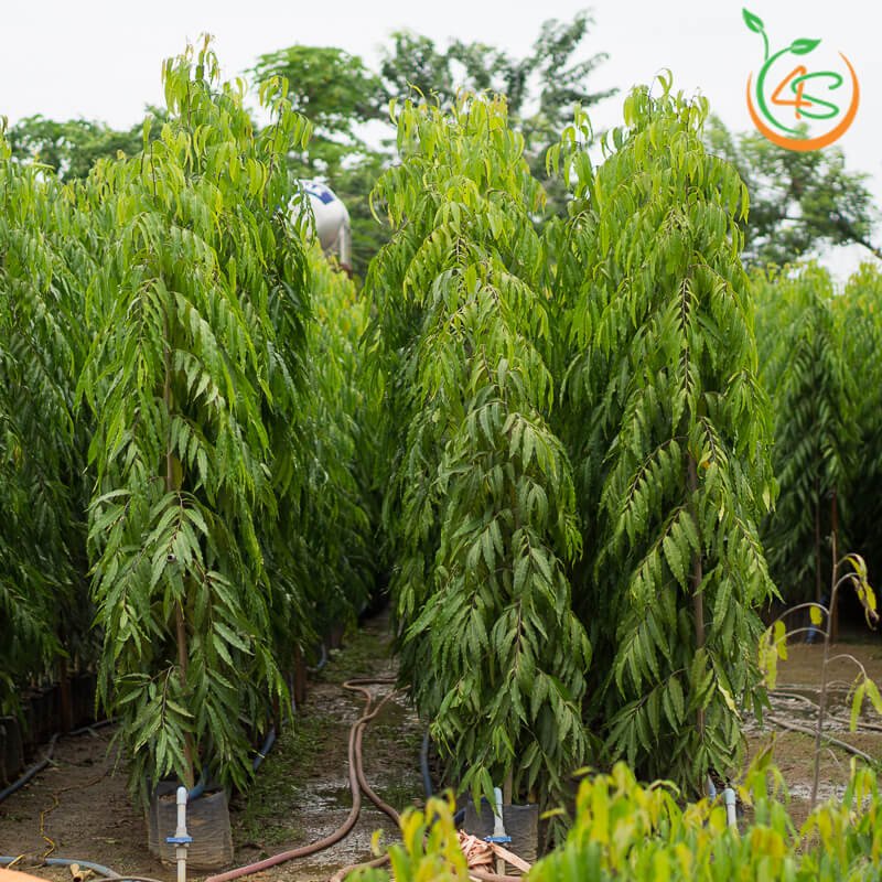 cây giống Hoàng Nam (liễu Ấn Độ) (giao siêu nhanh cam kết chất lượng)