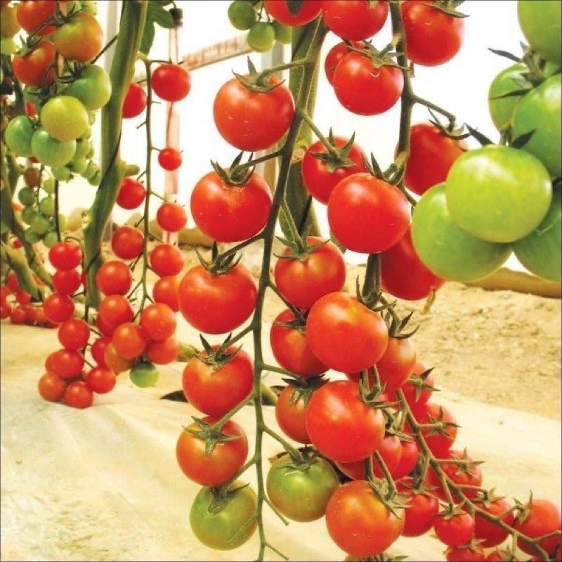 Hạt Giống Cà Chua Cherry Đỏ, cherry vàng, đóng gói 0.5gr