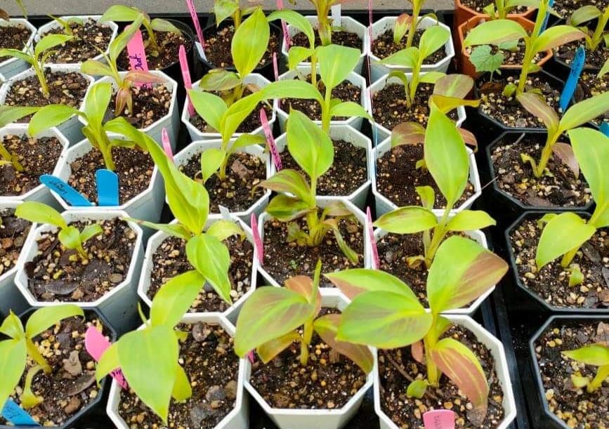 Cây giống chuối tiêu hồng