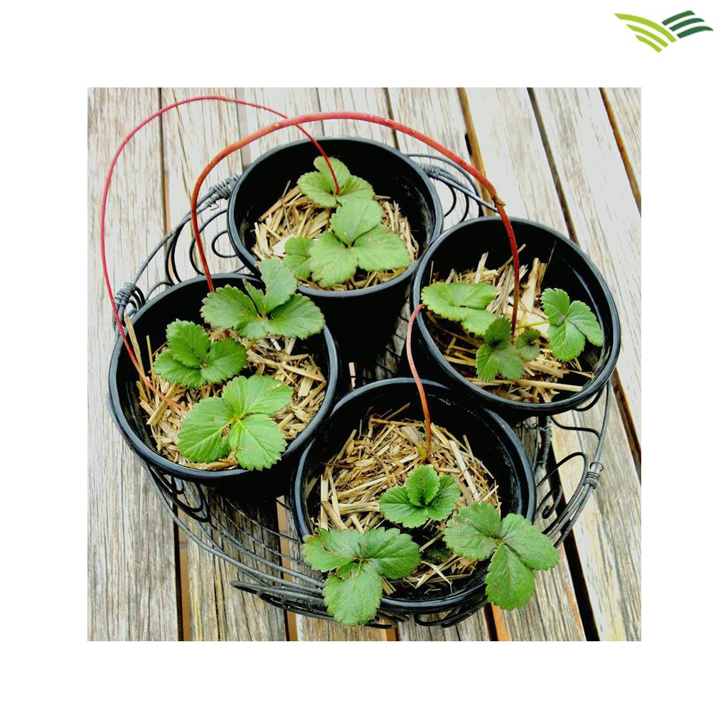 50 plastic basin C8 planting, CÂY18x14x15