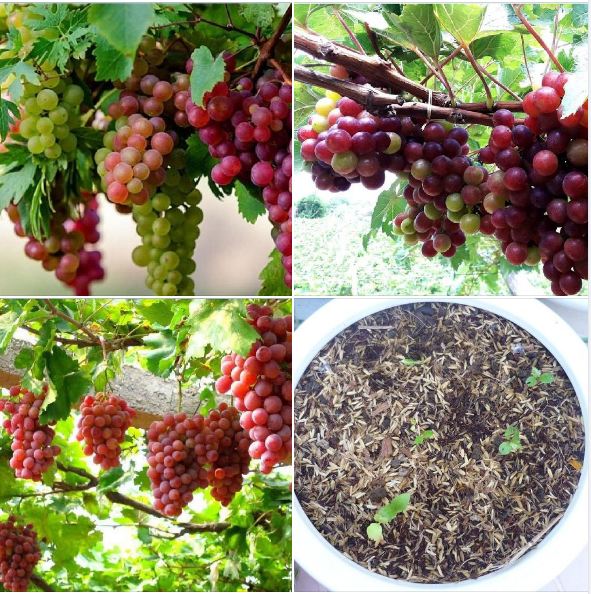 "Gói 10 Hạt " Hạt Giống Nho Pháp Leo Giàn