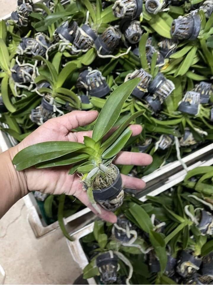 Ngọc điểm cây giống