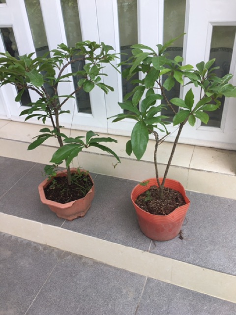 Cây lộc vừng giống lá nhỏ