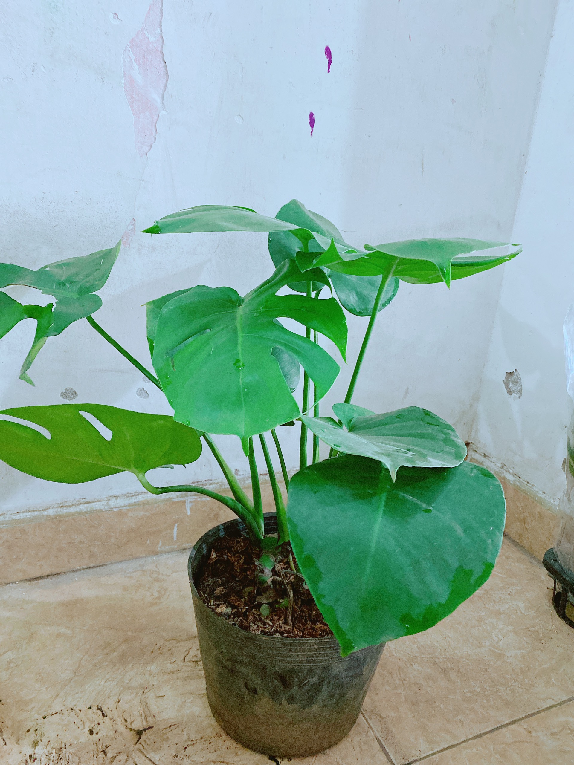 Cây Trầu Bà Lá Rách