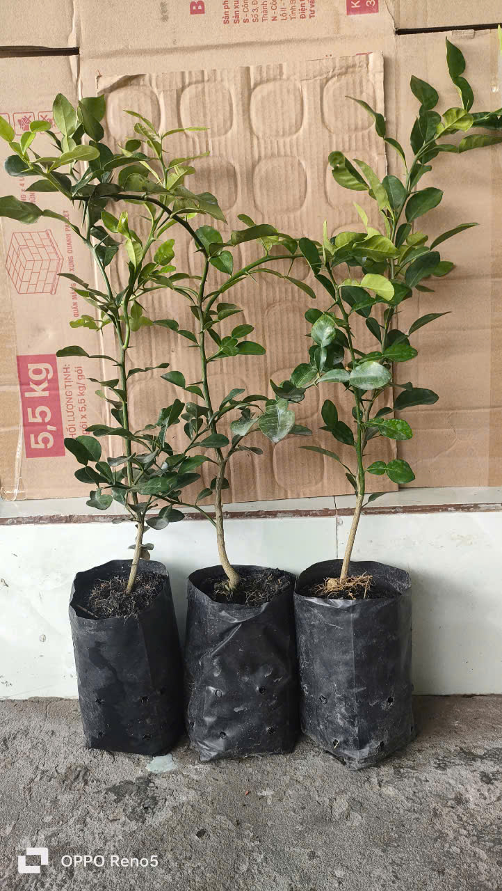 Cây chúc. Chanh thái. 5 cây. HÀNG ĐẸP