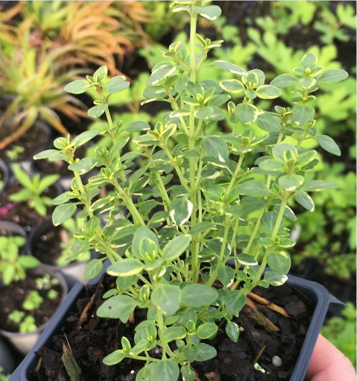 Thyme Seeds - 100 Seeds/Package