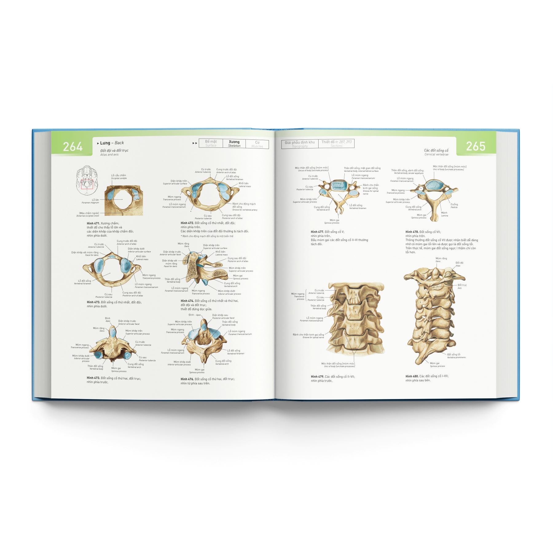 Cá Chép - Sobotta Atlas Giải Phẫu Người