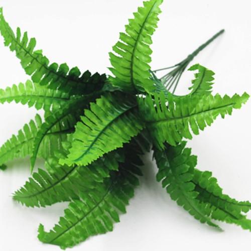 CÂY DƯƠNG XỈ CÂY GIẢ CỠ TRUNG LIZ62