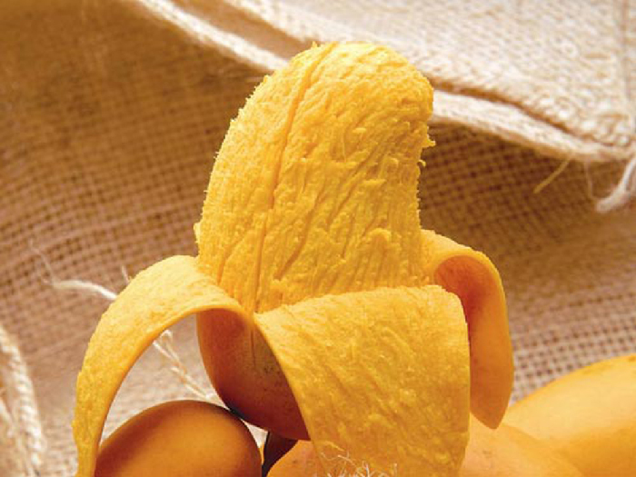Cây giống xoài thanh ca .