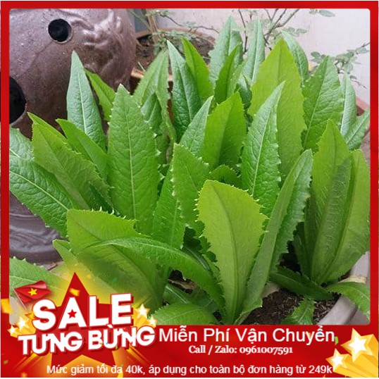 Hạt Giống Rau Diếp Thơm-300 Hạt