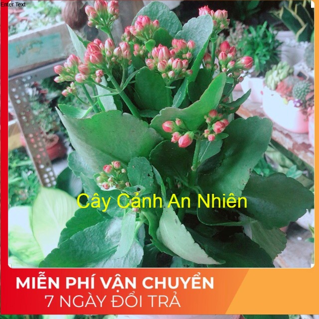 Chậu cây sống đời