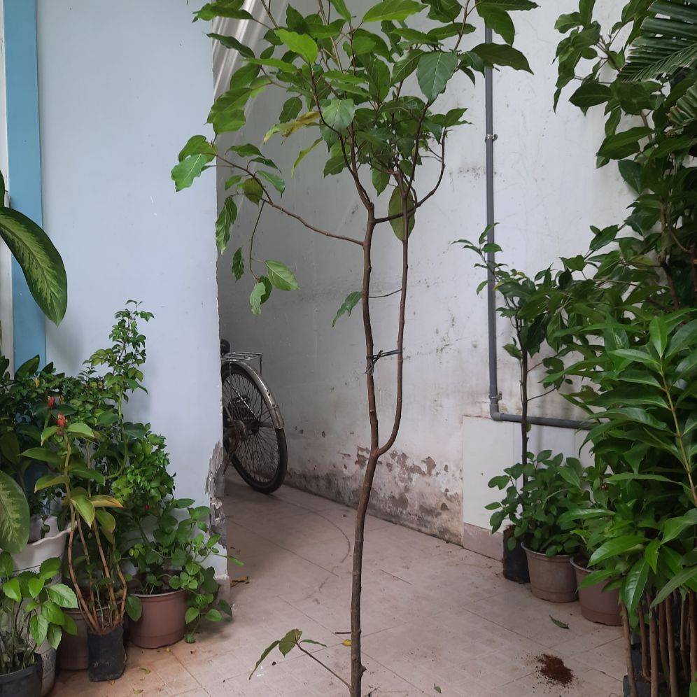 Cây sung, chiều cao khoảng 1.5m