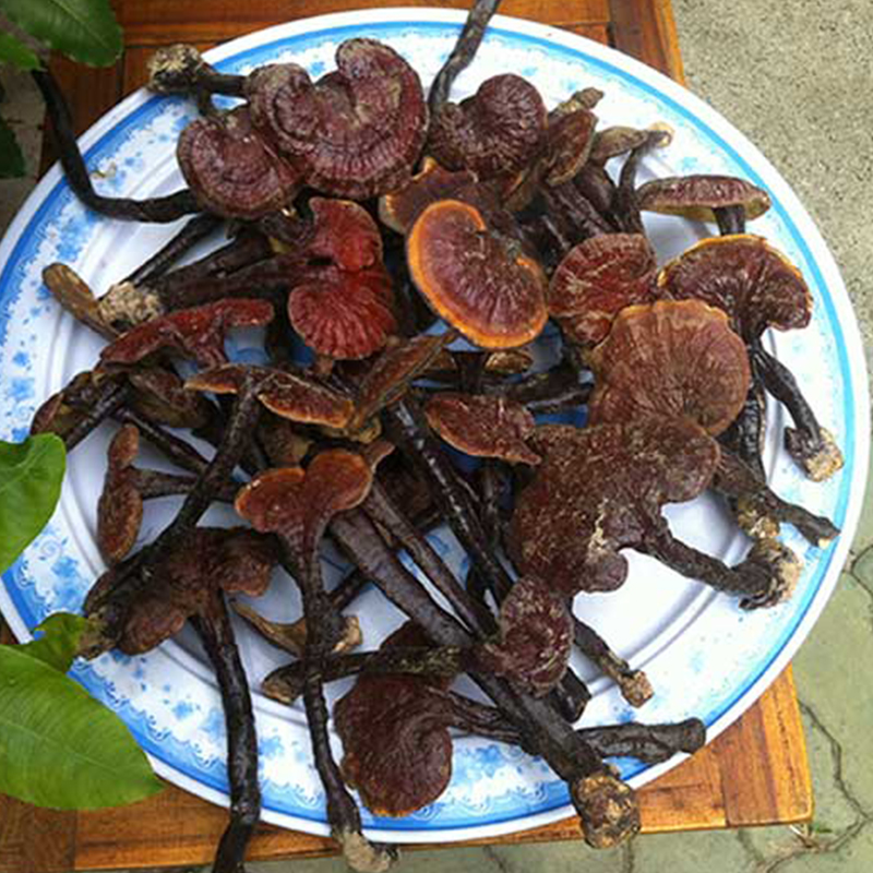 Nấm lim xanh hàng chuẩn loại 1