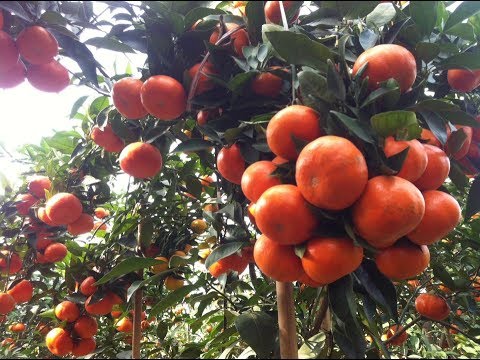 CÂY GIỐNG CAM ĐƯỜNG CANH