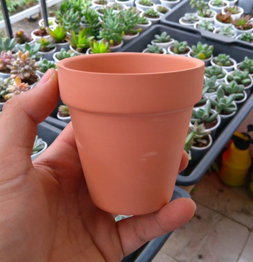 Cây bẫy kẹp , bắt mồi , cây ăn thịt ruồi