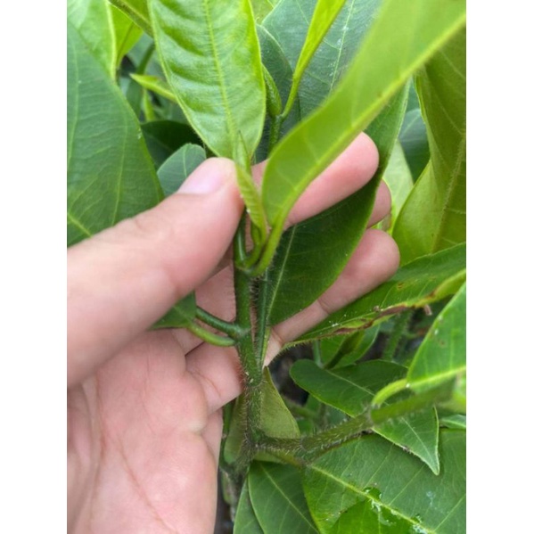 cây mít tố nữ mau trái