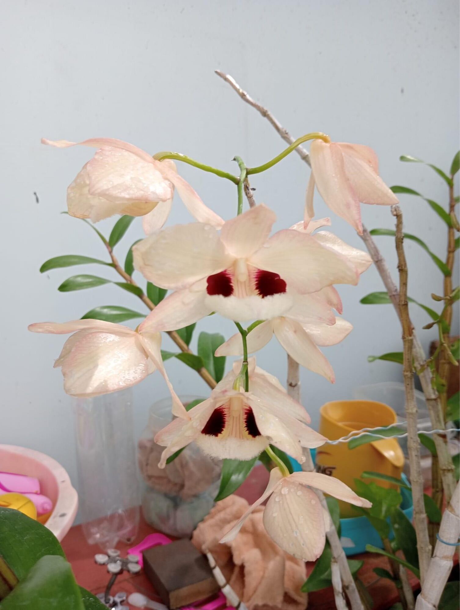 Hoa Lan hoàng thảo Thái bình(khóm 60cm trở lên) qq