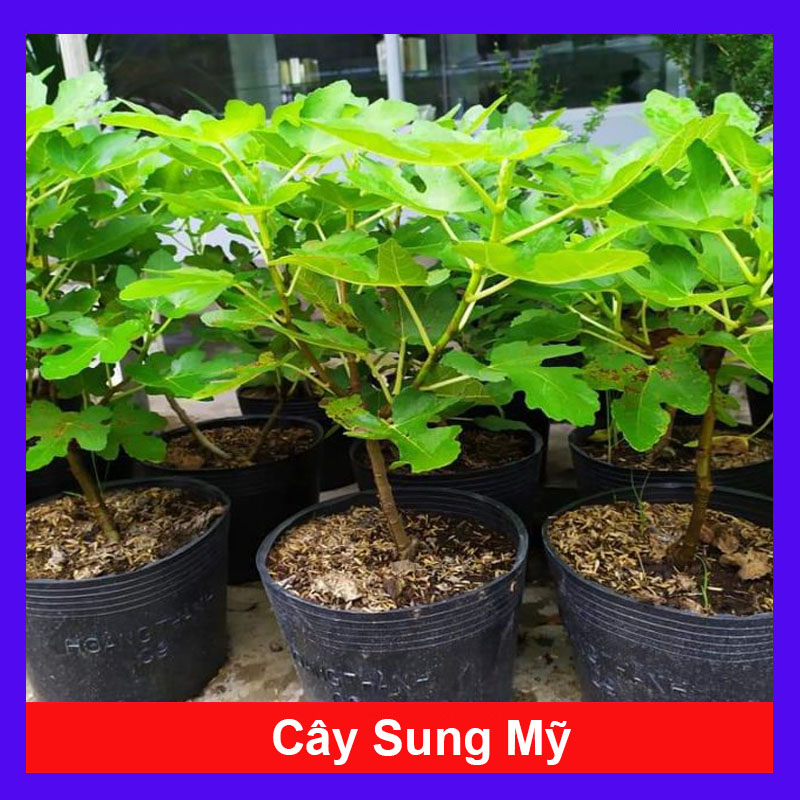 Cây Sung Mỹ - Cây cảnh phong thủy