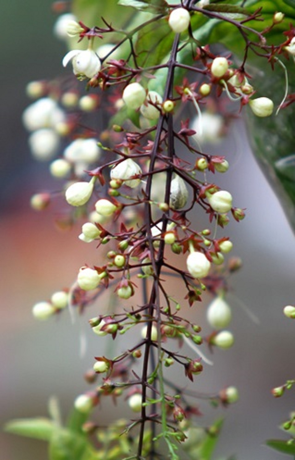 CÂY DẠ NGỌC MINH CHÂU - CÂY LỚN - HOA NỞ CHÙM ĐẸP - MANG Ý NGHĨA TÀI LỘC CÔNG DANH