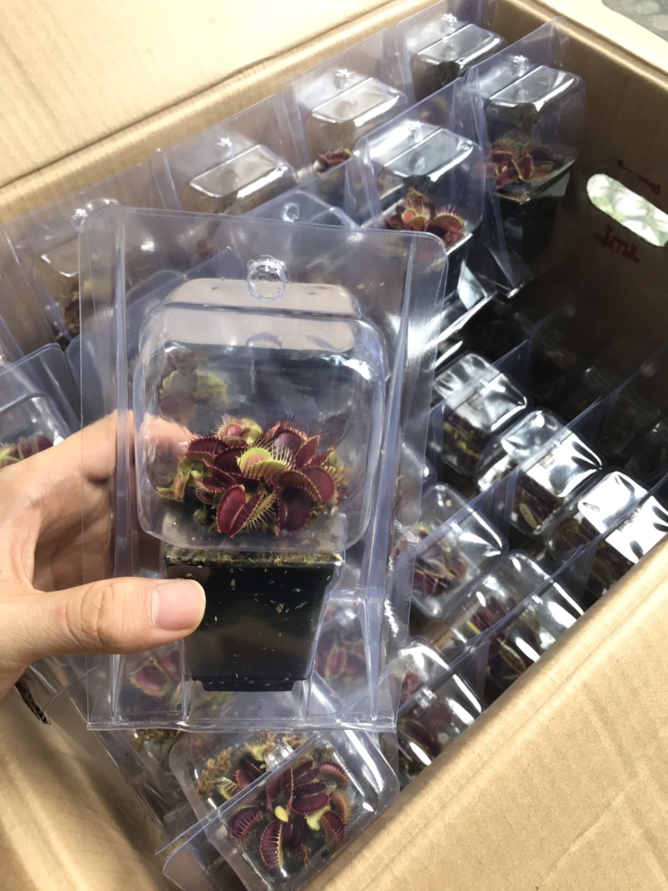 Combo 4 cây bẫy mồi , cây bẫy kẹp , cây bắt mồi