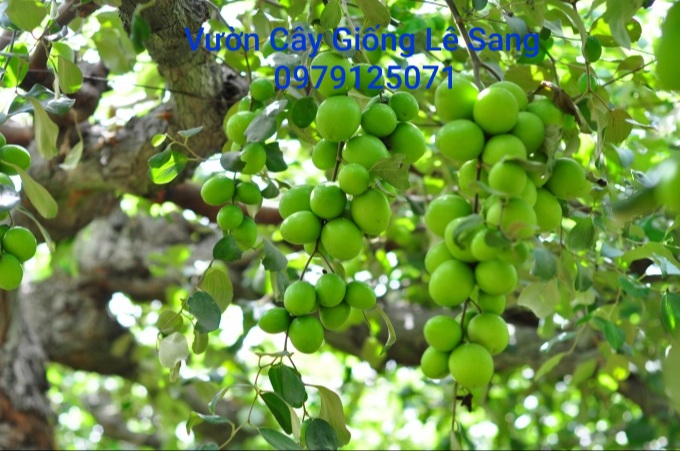 CÂY TÁO GIỐNG NINH THUẬN SIÊU TRÁI