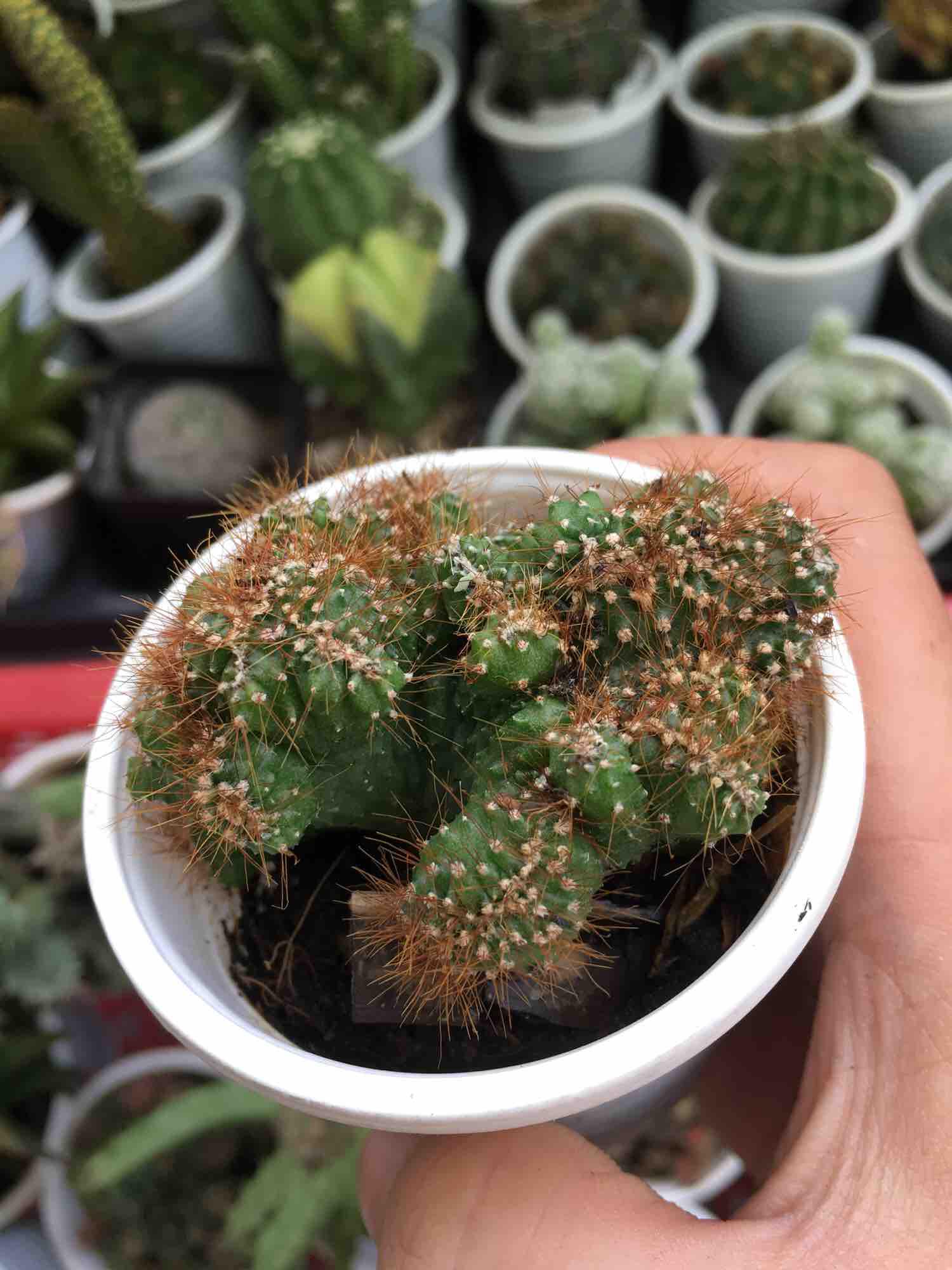 Xương Rồng Óc Khỉ