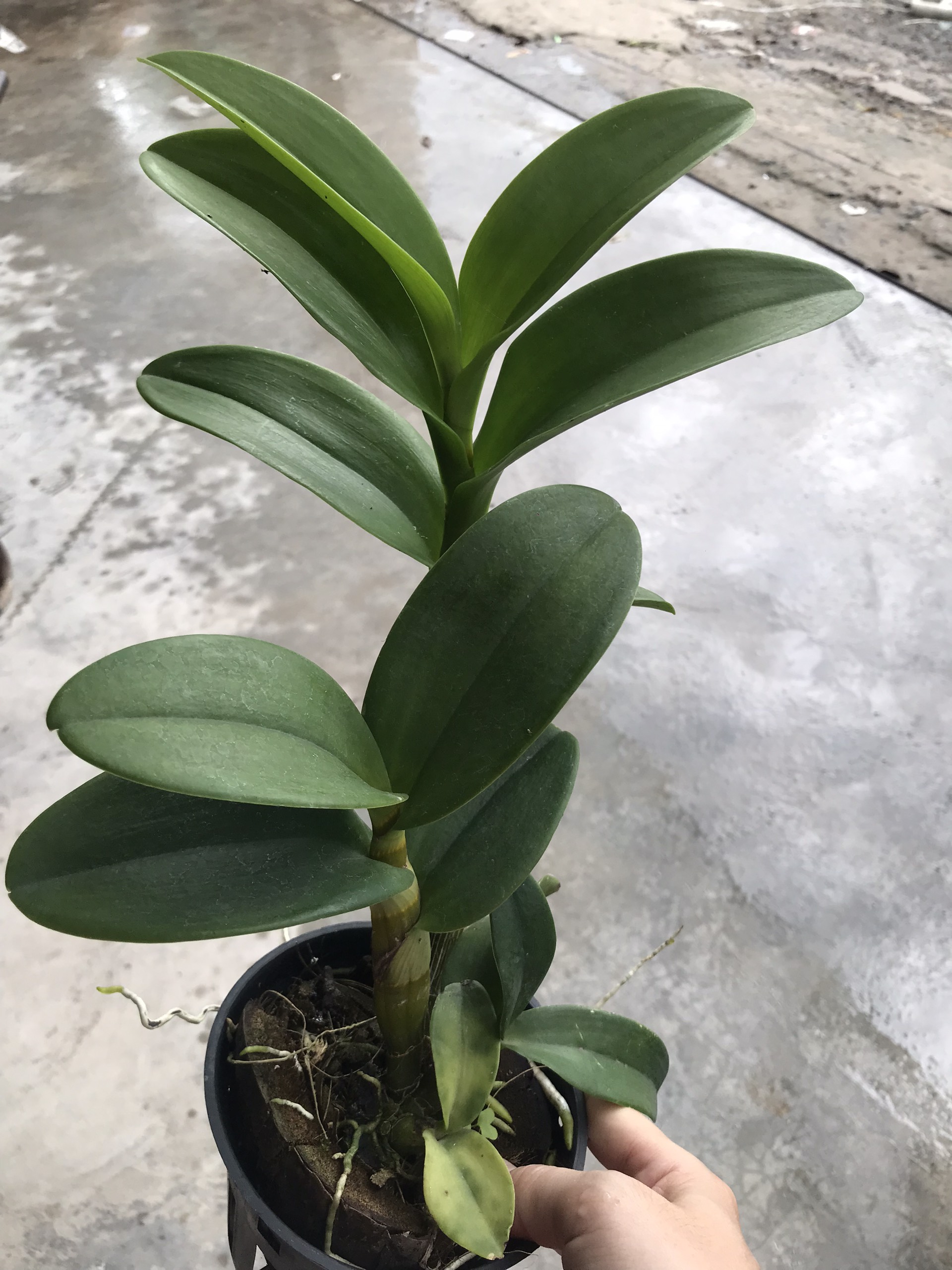 hoa lan nắng bò vàng