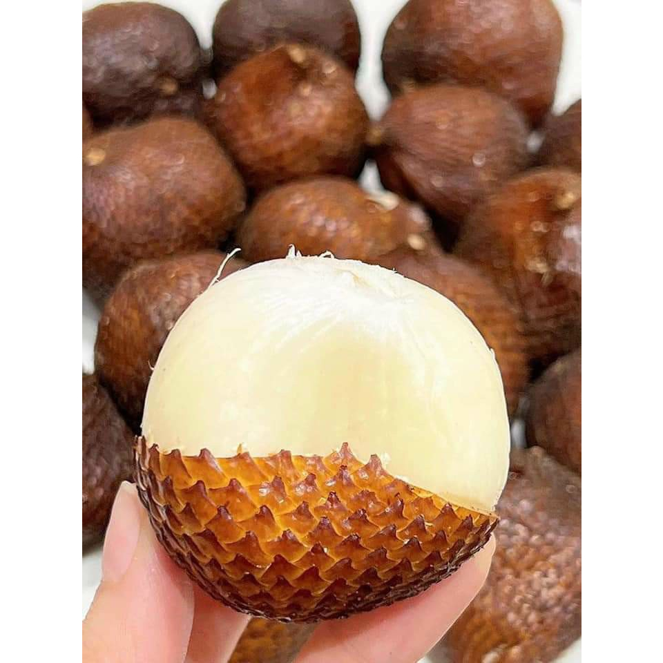 Cây giống quả Mây Bali - Salak Sugar Indonesia