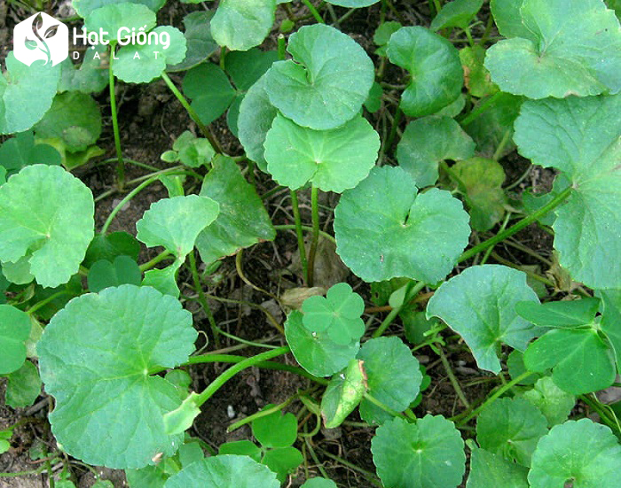 Hạt giống rau má lá to rado 157 rạng đông gói 1gram