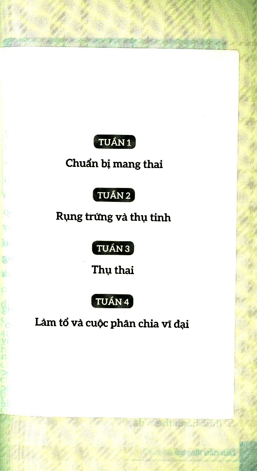 Lần Đầu Làm Bố
