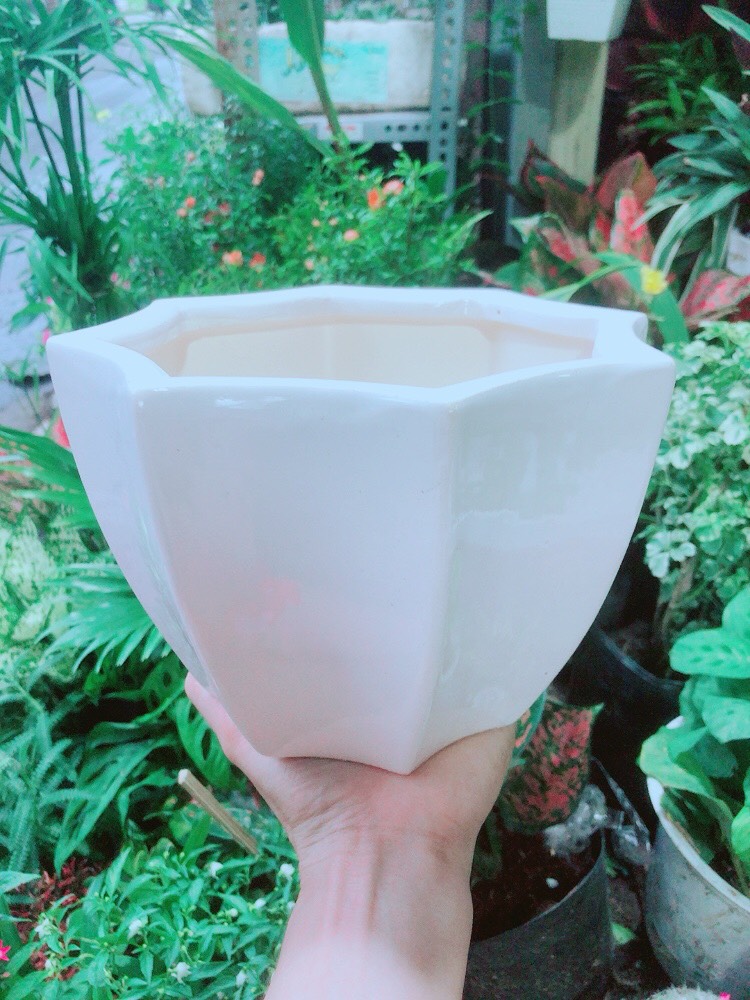 Chậu Trồng Cây (chậu sứ 12.5cm)