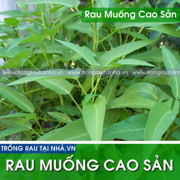 Hạt giống Rau Muống Cao Sản ( gói 50g) - Nguồn gốc xuất xứ:Việt Nam  - Đóng gói:50g.  - Thời vụ trồng:Quanh năm  - Thời gian thu hoạch:25 – 30 ngày