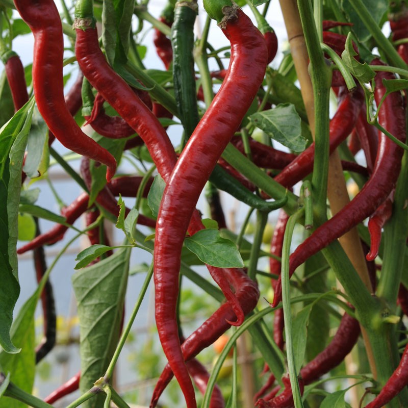 [TẶNG] 10 Hạt ớt giống Joe's Long Cayenne