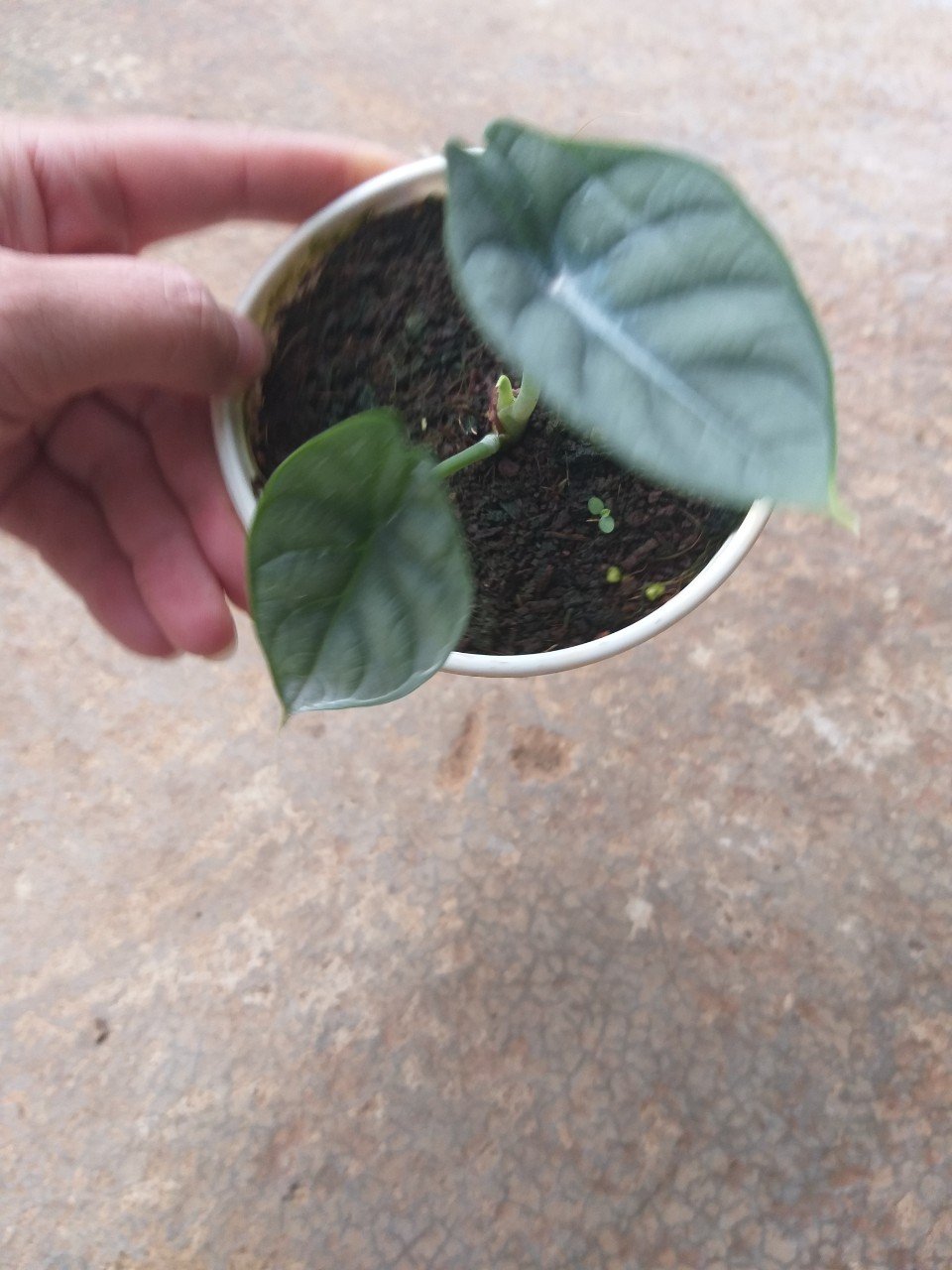 Rồng Bạc - Alocasia siver dragon cây con.