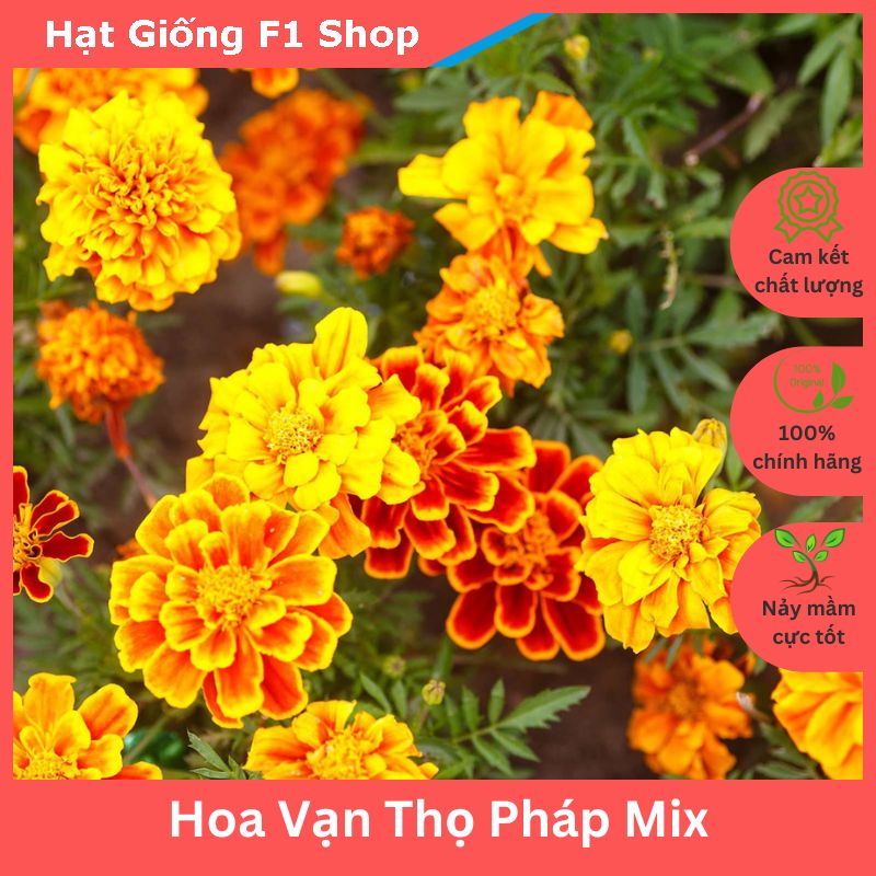 Hạt Giống Hoa Vạn Thọ Pháp Nhiều Màu Mix (226.F1)