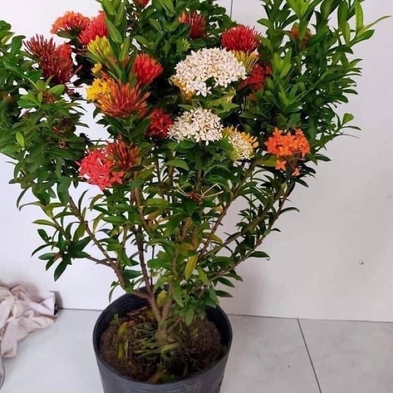 CÂY HOA MẪU ĐƠN NGŨ sắc