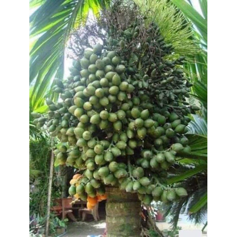 CÂY GIỐNG CAU LÙN TỨ QUÝ [cam kết 100% GIỐNG CHUẨN NHƯ HÌNH ] [ GHN Express ]