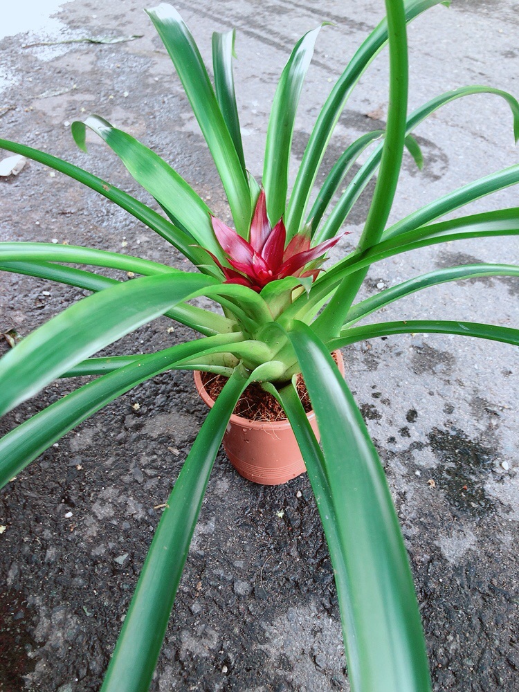 Cây Phát Lộc Hoa Màu Đỏ