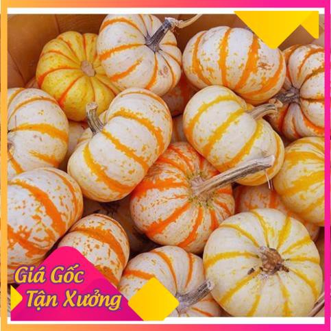 [HCM]Khu Vườn Hạt Giống Bí Ngô Mini Cao Cấp .