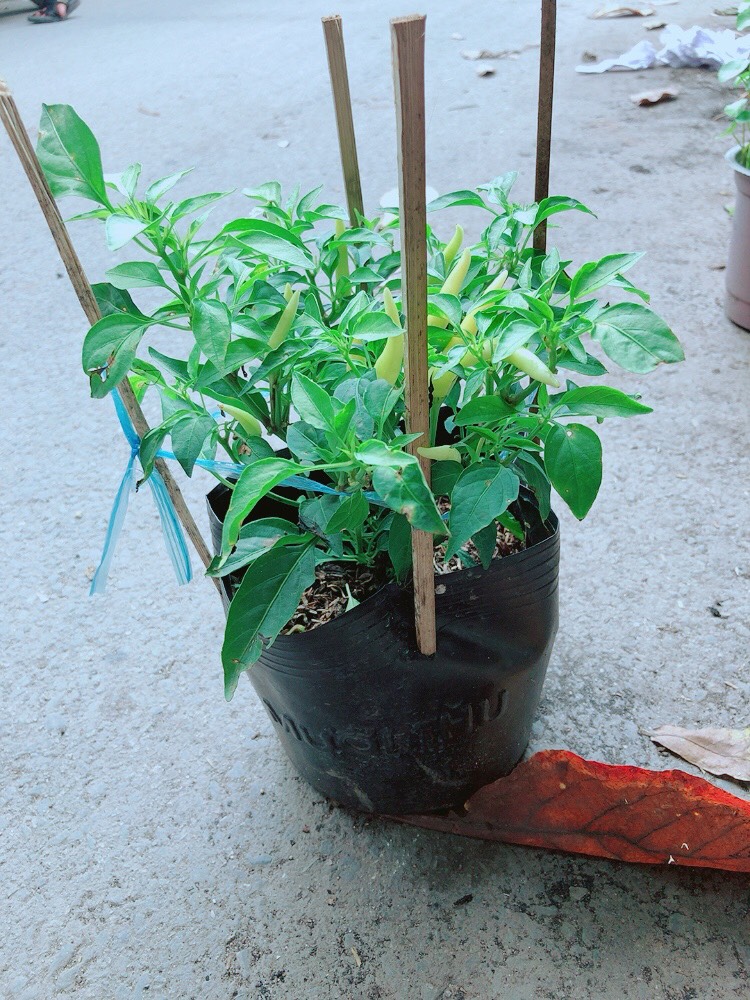 Bụi Ớt Sừng Trâu