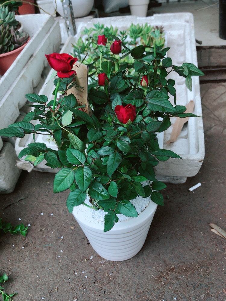 Hoa Hồng Đà Lạt