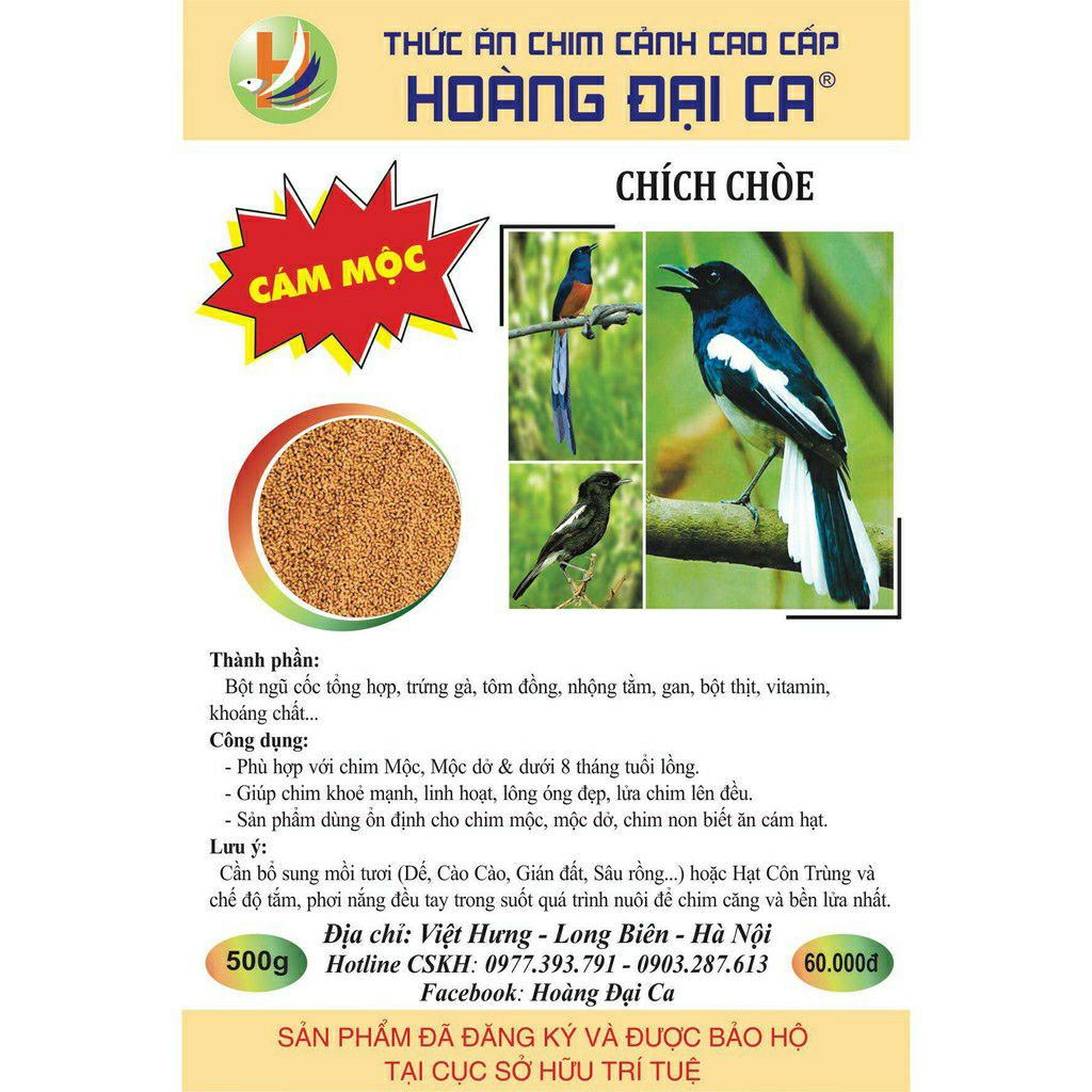 CÁM CHÒE MỘC HOÀNG ĐẠI CA